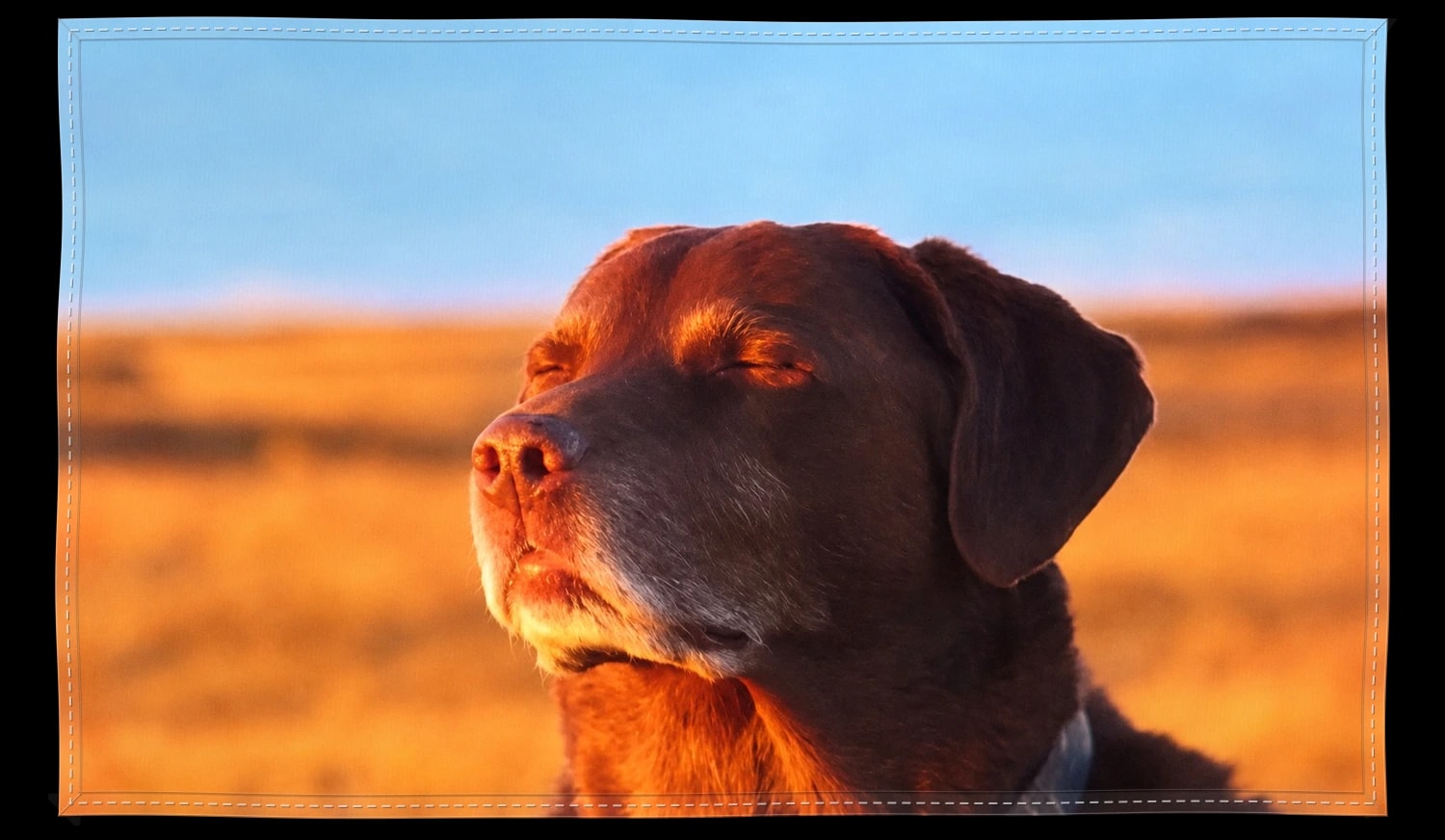 Dog Sunrise Meme Flag, The piece
