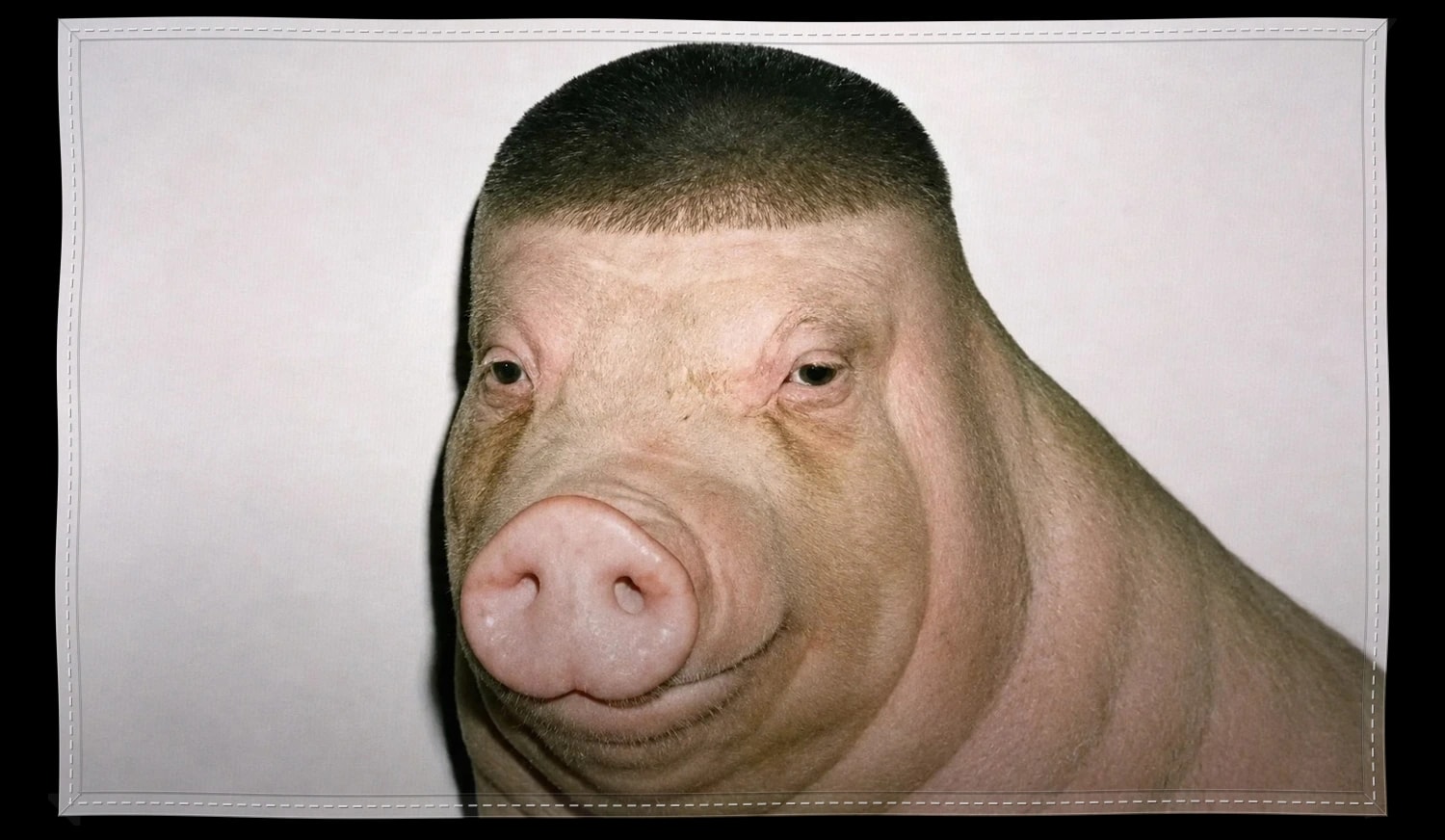 Wigger Pig Meme Flag, The piece